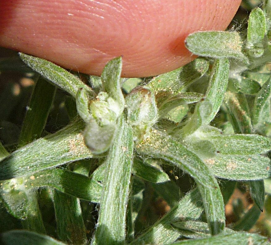 High Resolution Logfia filaginoides Flower